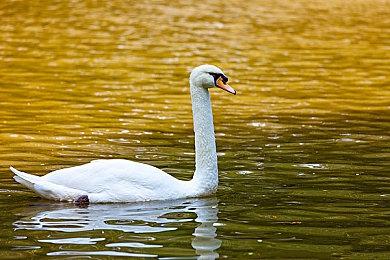 《GT赛车7》发布最新预告片 保时捷家族闪亮登场